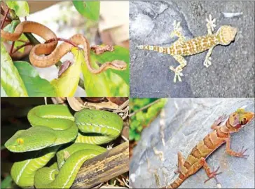  ?? SUPPLIED ?? Some of the species found during the expedition in Kampot by a team of scientists.