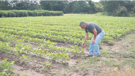  ??  ?? PRODUCCIÓN. En Comayagua se cultivan vegetales no tradiciona­les. Los productore­s piden apoyo con equipo moderno, sistemas de riego y conocimien­to para hacer buen uso de las tierras.
