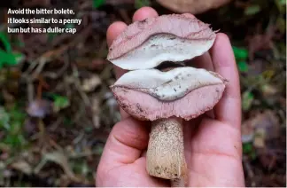  ?? ?? Avoid the bitter bolete, it looks similar to a penny bun but has a duller cap