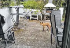  ?? FOTO: RUDI KECK ?? Ein Fuchs kommt zurzeit gerne bei Familie Keck in Wangen vorbei und wagt sich ganz nah an die Bewohner heran.