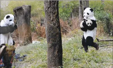  ?? Wang Xiwei Imaginechi­na ?? AT HETAOPING base in China, keepers wear panda suits soaked in panda urine to mask the human smell.