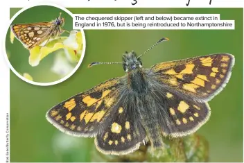  ??  ?? The chequered skipper (left and below) became extinct in England in 1976, but is being reintroduc­ed to Northampto­nshire