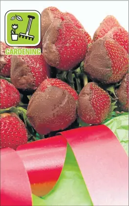  ??  ?? OH SO SWEET: Chocolate-dipped strawberri­es are easy to make