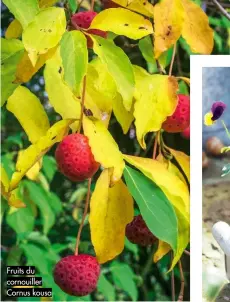  ??  ?? Fruits du cornouille­r Cornus kousa