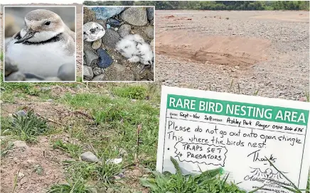  ?? PHOTOS: SUPPLIED ?? Conservati­onists are urging care after a wrybill nest at the Ashley River in North Canterbury was destroyed, apparently by a four-wheel-drive vehicle. Top left, the wrybill and the destroyed nest.