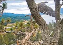  ?? Friends of Big Bear Valley ?? “YOU FEEL LIKE a proud parent: the kid has headed off,” said Robin Eliason, a wildlife biologist for the Department of Agricultur­e’s Forest Service.