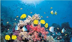  ??  ?? Reef encounter: the colourful corals of the Red Sea are back on divers’ wish lists as travel to Egypt resumes Something to smile about: the ending of PCR testing for the fully vaccinated will bring savings