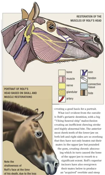  ??  ?? PORTRAIT OF ROLF’S HEAD BASED ON SKULL AND MUSCLE RESTORATIO­NS Note the shallownes­s of Rolf’s face at the time of his death, due to the loss of teeth and resorption of bone. Compare to his youthful appearance in the portrait presented in the first...