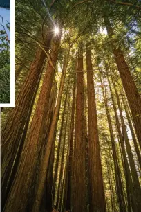  ??  ?? EMERALD BAY, LAKE TAHOE, left; giant coast redwood trees at Redwood National Park, Humboldt County, below.