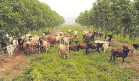  ?? ?? La producción paraguaya de carne cumple con los estándares exigidos por Estados Unidos, Chile, Taiwán, Israel y otros destinos.