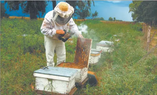  ??  ?? APURO. Los apicultore­s asiáticos suelen cosechar la miel inmadura y luego se le colocan sustancias que atentan contra su pureza.