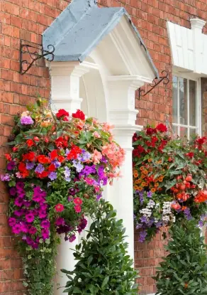  ??  ?? DOUBLE EFFECT
Above left A pair of hanging baskets brimming with vibrant petunias, begonias and geraniums complement the red brick exterior beautifull­y RELIABLE RECIPE
Left The secret to fabulous window boxes is to pack them with plants but stick to a handful of varieties or a limited colour palette. Here, spiky
