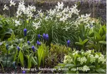  ??  ?? Muscari, Narcissus ‘Jenny’ and oxlips