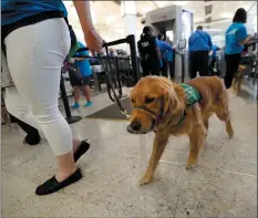  ?? RAY CHAVEZ — STAFF PHOTOGRAPH­ER ?? Sarah Webster of Napa and a 10-month-old golden retriever Caft, with Guide Dogs for the Blind, walk past the security screening gate as part of the dog’s training at Oakland Internatio­nal Airport on Saturday.