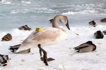  ?? MARGARET BREAM PHOTOS/TORONTO STAR ?? Roo, an eight- or nine-month-old trumpeter swan cygnet, steps among mallards near Bluffer’s Park in Scarboroug­h.