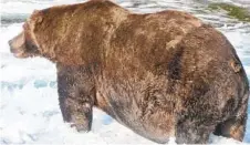  ?? COURTESY OF N. BOAK/NPS ?? Bear 747 emerged victorious in Fat Bear Week 2020.