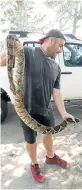  ?? Picture: SUPPLIED ?? SNAKES ALIVE: A rare African rock python. Police found a python in the boot of a car in Vincent on Monday.