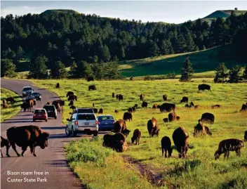  ??  ?? Bison roam free in Custer State Park
