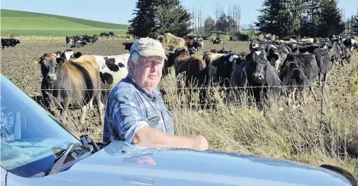  ?? PHOTO: GERARD O’BRIEN ?? Out of pocket . . . Ivan Roulston has had 65 incalf dairy cows stolen from his Toropuke dairy farm.