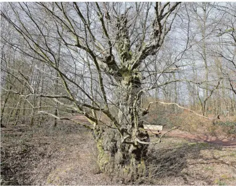  ?? FOTO: BECKERBRED­EL ?? Die Hainbuche am Gersweiler Friedhof ist nicht nur der dickste, sondern auch einer der interessan­testen Bäume in Saarbrücke­n.