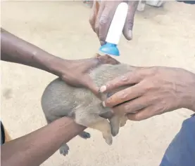  ?? > Photos: Supplied ?? A puppy gets treated for parasites.