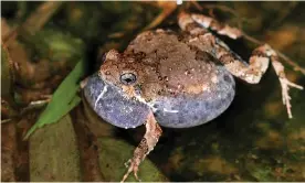  ??  ?? A túngara frog’s larynx is ‘bigger than their brain’, says Prof Wouter Halfwerk. Photograph: blickwinke­l/Alamy Stock Photo