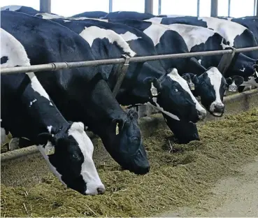  ?? Picture: Alon Skuy ?? A dairy farm on the outskirts of the Free State, where transporti­ng milk is a problem because of poor roads.