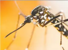  ?? POSTMEDIA FILE PHOTO ?? The Windsor-essex County Health Unit on Thursday announced its surveillan­ce program had identified the invasive Asian tiger mosquito (Aedes albopictus) in Windsor. This insect is a known carrier of the Zika and West Nile viruses.