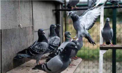  ?? ?? Racing pigeons take a break at the Verschoot pigeons loft in Ingelmunst­er, Belgium. Photograph: Kenzo Tribouilla­rd/AFP/Getty Images