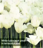  ??  ?? White tulips look great in terracotta pots