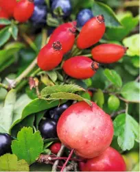  ??  ?? ROT Leuchtende Akzente setzen die roten Farbnuance­n der kleinen Früchte.