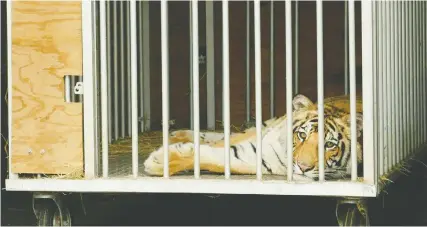  ?? FRANCOIS PICARD/AFP VIA GETTY IMAGES ?? A nine-month-old Bengal tiger called India is seen in a cage after being captured by authoritie­s in Houston, Texas on Saturday. No charges have yet been filed. The tiger will be transporte­d to the Cleveland Amory Black Beauty Ranch in Murchison, Texas.