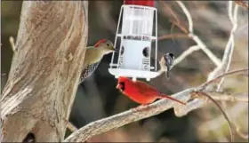  ?? SUBMITTED PHOTO - LEANN SACKS ?? A red-bellied woodpecker female and cardinal male and black-capped chickadee.