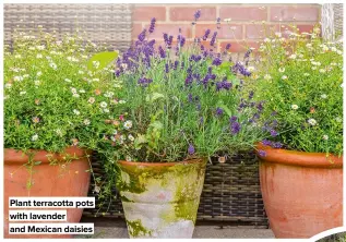  ?? ?? Plant terracotta pots with lavender and Mexican daisies