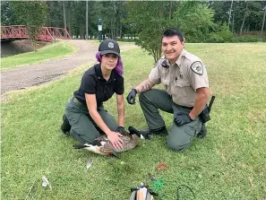  ?? Submitted photo ?? ■ Animal Care & Adoption Center Director Kayla Tucker and Animal Control Officer Jaryn Peschel tend to an injured Canada goose on Tuesday, May 12, at Bobby Ferguson Park in Texarkana, Ark. They treated its wound and released the goose so it could return to its family.