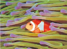  ??  ?? Certain sea anemones, like this one in the Philippine­s, act as a host for clownfish