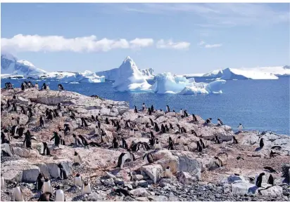  ?? FOTOS: FELDMANN (4) ?? Eine Kolonie Eselspingu­ine in der Antarktis. Diese Pinguine kommen nur zum Brüten an Land, ihr restliches Leben verbringen sie im Meer. Derzeit ist Ludger Feldmann als Expedition­sleiter in der Ard-dokureihe „Verrückt nach Meer“zu sehen.