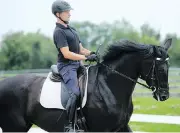  ?? JULIE OLIVER / POSTMEDIA NEWS ?? Horse trainer Daniel Kehres rides Judicial at the RCMP stables in Ottawa. The six-year-old Hanoverian mare is among 40 horses up for auction online.