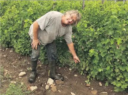  ?? BILL ZACHARKIW ?? Négondos’s Mario Plante and Carole Desrochers created an organic vineyard because they wanted to be “the least intrusive possible.”