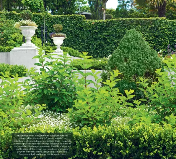  ??  ?? THESE PAGES (from left) Miniature standard buxus in vintage white planters at left were discarded by neighbours when Liza found and revived them – opposite them is a pair of artichoke carvings that once featured on the verandah; Hydrangea paniculata ‘Limelight’ shrubs – on the verge of flowering – surround one of a pair of 30-year-old buxus cones. Liza, Scotty, six-year-old daughter Abigail and Poppy the Japanese spitz.