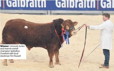  ??  ?? Winner Limousin Junior and reserve overall champion Spittalton Overlord with local stockman Tim Russell