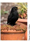  ??  ?? FLOWERPOT SCALE Everyday objects make great comparativ­e scales (here to help judge the size of a Blackbird)