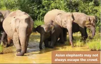  ??  ?? Asian elephants may not always escape the crowd.