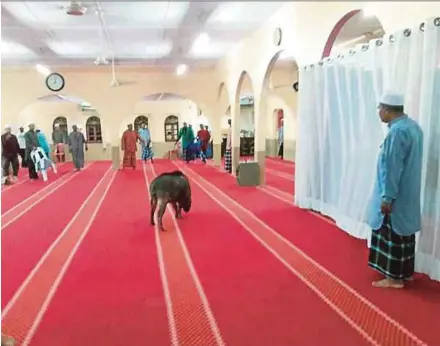  ??  ?? Mosque-goers looking at a wild boar that entered the Sungai Plong Mosque in Sungai Buloh on Tuesday.