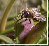  ??  ?? Dank modernster Kamera-Technik erscheinen selbst kleinste Insekten ganz groß …