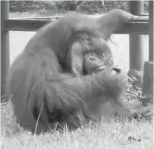  ??  ?? In this image made from video, an adult male orangutan smokes a cigarette this week in its enclosure at Bandung Zoo in Indonesia.