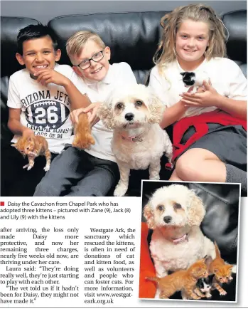  ??  ?? Daisy the Cavachon from Chapel Park who has adopted three kittens – pictured with Zane (9), Jack (8) and Lily (9) with the kittens
