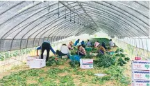  ?? Korea Times file ?? Migrant workers harvest spinach at a farm in Pocheon, Gyeonggi Province, in this June 2023 file photo.
