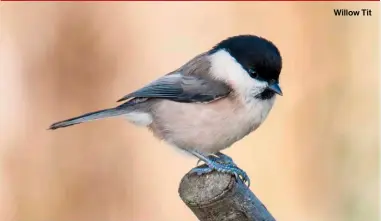  ?? ?? Willow Tit