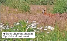  ?? ?? Deer photograph­ed in Up Holland last week